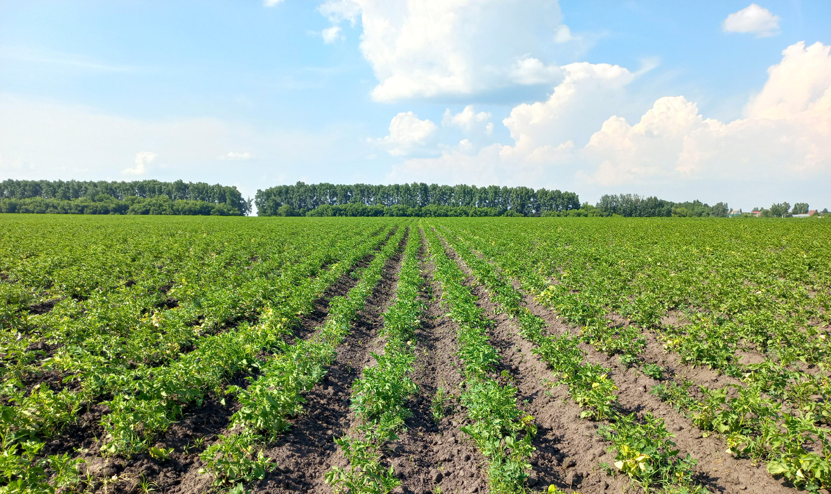 Картофель, Орловская область, 28 июня 2022 г. Испытания ГумиЦел для картофеля (слева с ГумиЦел, справа - без ГумиЦел)