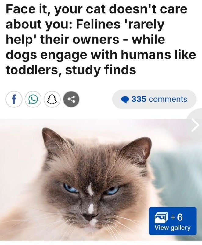    2032 год: Новая реальность, где собаки взяли на себя технические обязанности, а кошки освоили искусство беззаботной жизни.