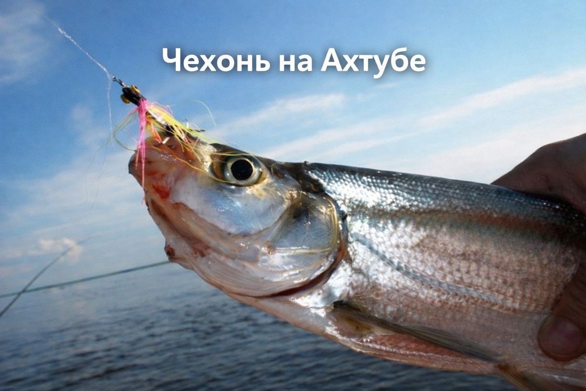 (фото из открытых источников)