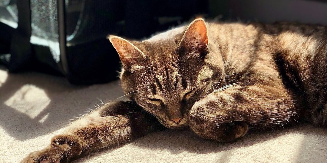 Пушистый бизнес: сколько стоит час времени фотогеничного кота