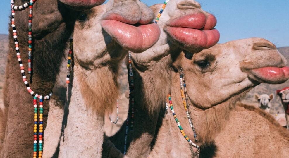 В Омане 20 верблюдов дисквалифицировали на конкурсе красоты из-за увеличения губ ботоксом