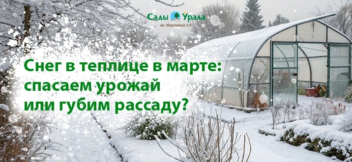 Снег в теплице в марте: спасаем урожай или губим рассаду?