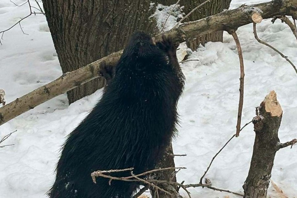    Бобр чувствует себя на своем месте вполне комфортно. Фото: «Каждой твари по паре»/Tg