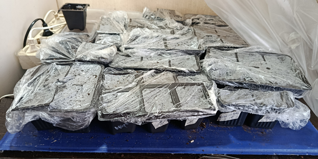 Всходы перца через 28 дней или "Оставь меня в покое! Я сам решу когда мне вылезать"