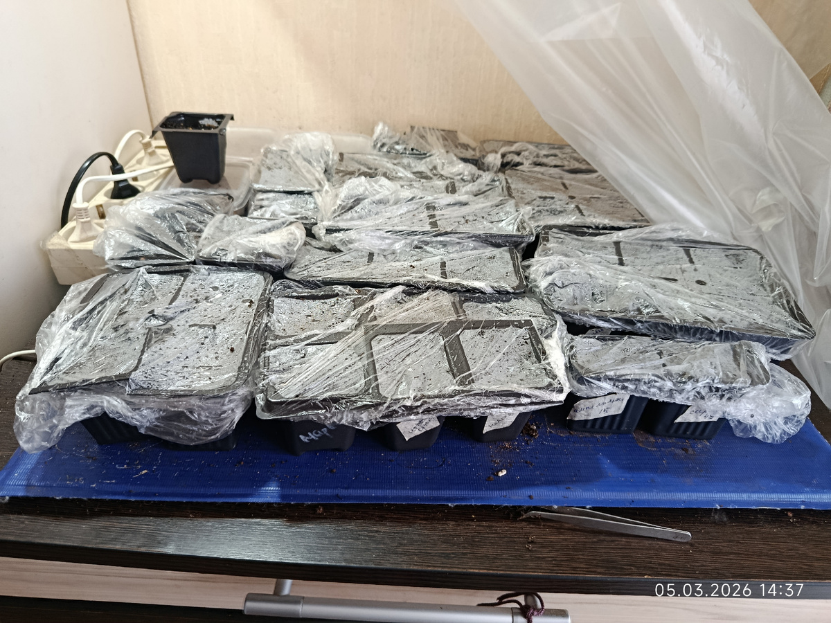 Проращиваю семена только здесь