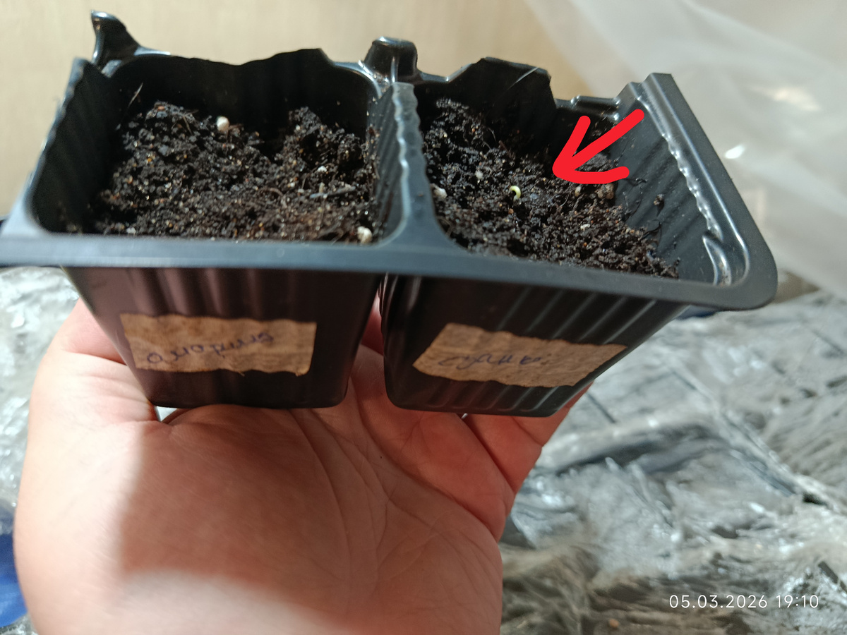 Слева Амарилло, справа Сердце Данко. Этикетки уже все чёрные