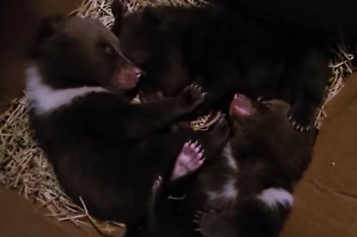    В Тверскую область привезли троих медвежат-сирот из Смоленской