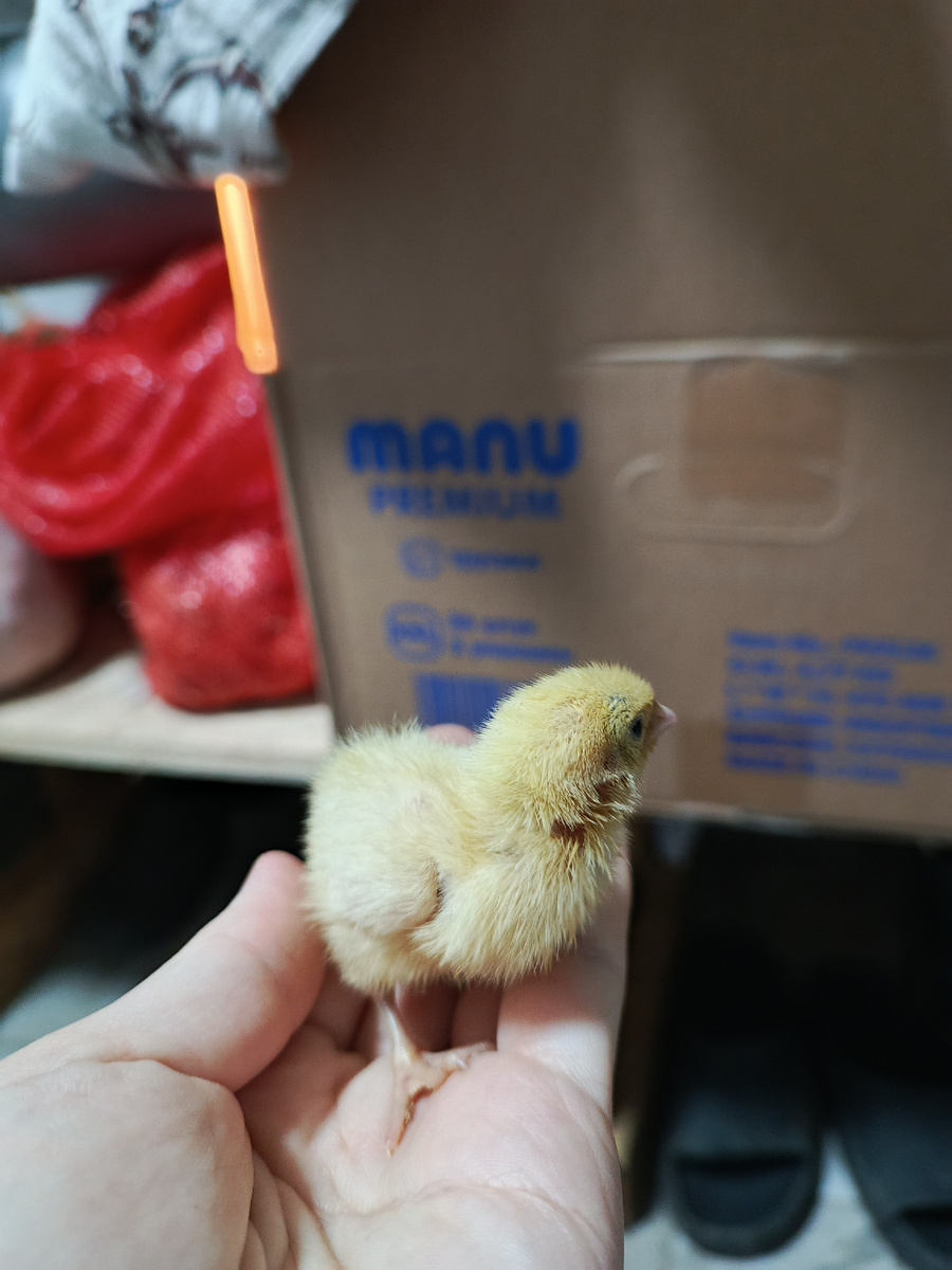 Боже, ну насколько же они маленькие, хоть и трехсуточные 🤏