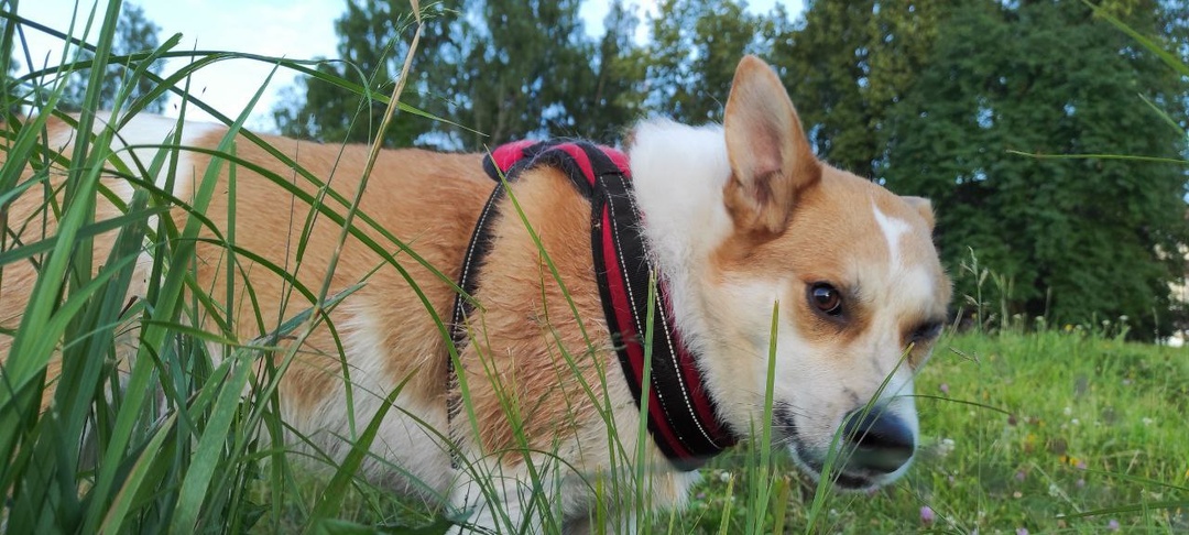 "Собачники" - это преступная группировка полумаргиналов или лучшие представители человечества?