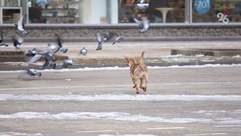      Фото: Валерия Алтухова / / ИА «Победа26»