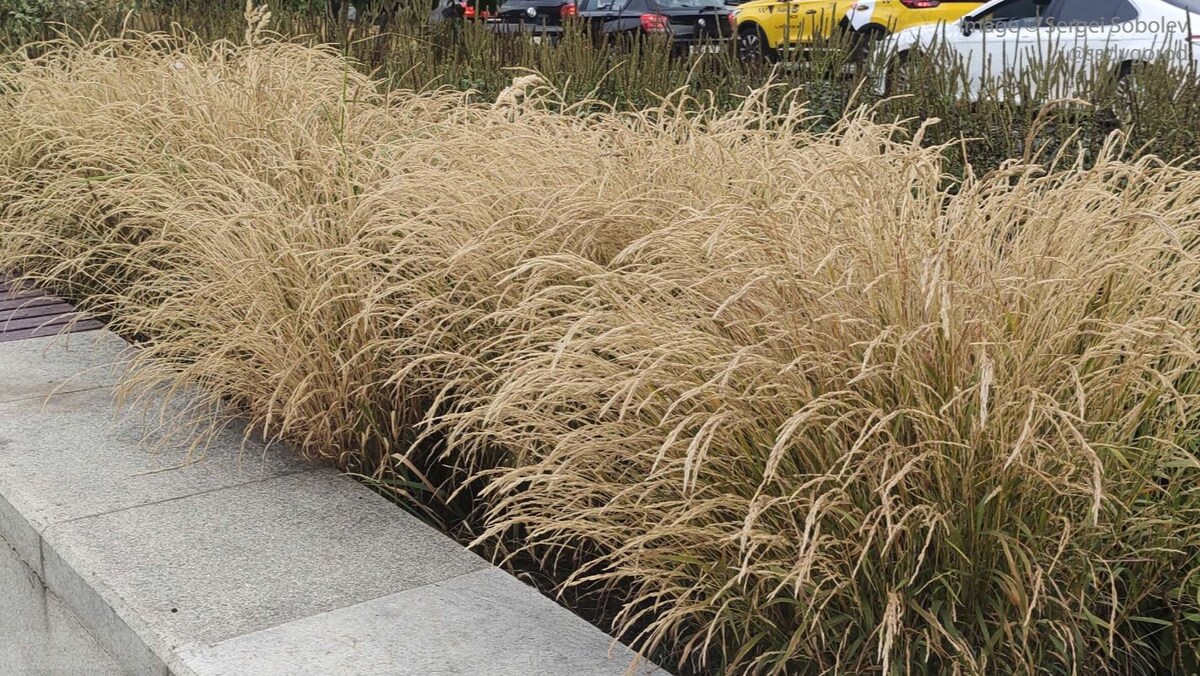 Фото С. Соболева