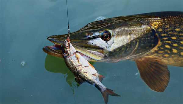 Щука не берёт живца: 6 ошибок, которые делают почти все рыболовы