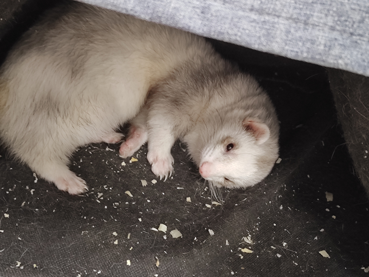 Набегался и устал 