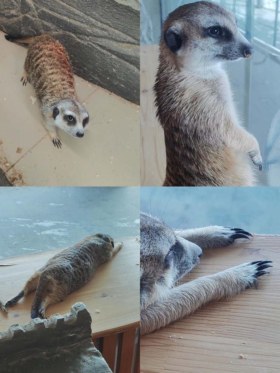 Фото Автора "Сурикаты"