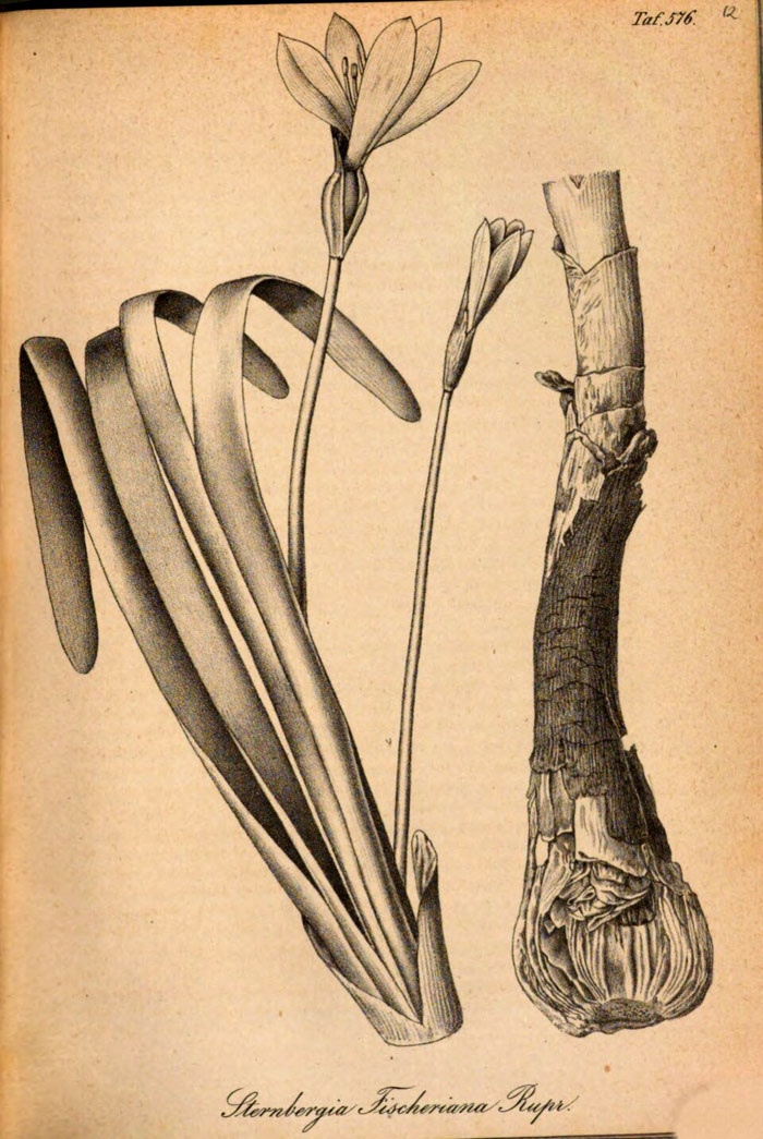 Рисунок Штернбергии Фишера в журнале «Gartenflora» №17, 1868. Ссылка на изоражение: https://www.digitale-sammlungen.de/en/view/bsb10295383?page=134,135