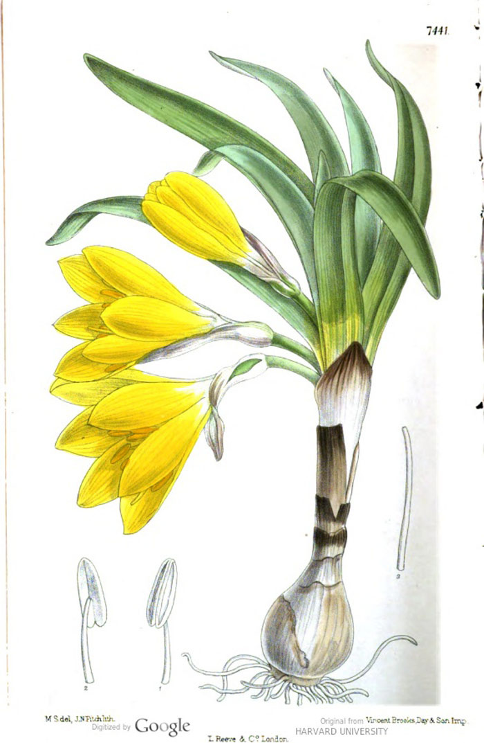 Рисунок Штернбегии Фишера в «Curtis's botanical magazine» v.121, 1895. Ссылка на изображение: https://babel.hathitrust.org/cgi/pt?id=hvd.32044106371586&seq=254