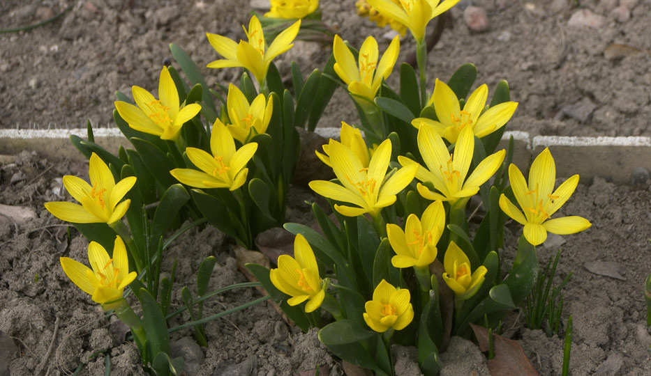 Штернбергия Фишера (Sternbergia fischeriana (Herb.) Roem.)