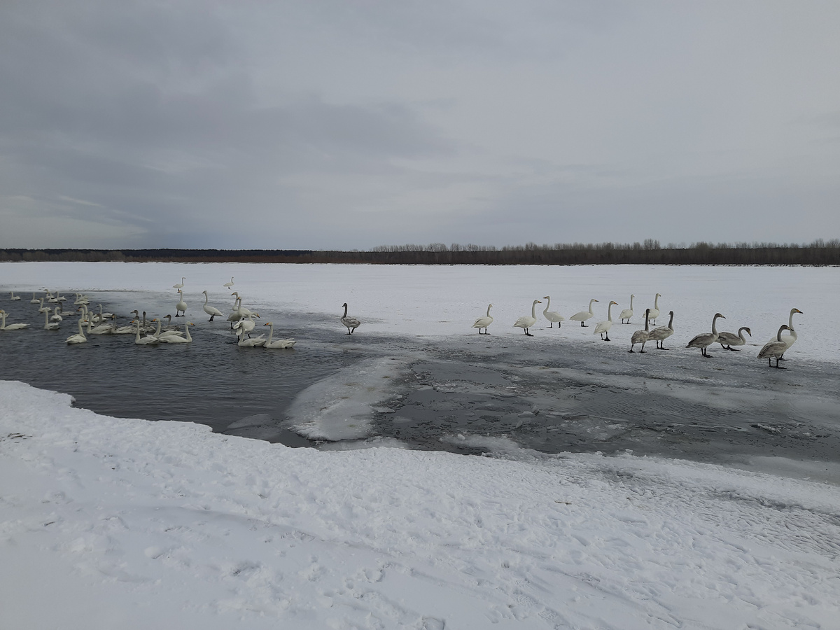 Собираются в стаи