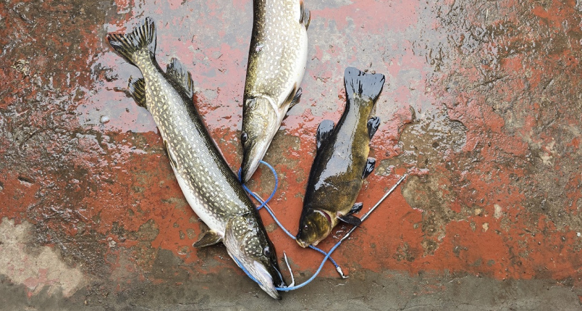    Фото Анастасии Дмитриевой