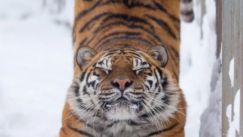     Животные барнаульского зоопарка Барнаульский зоопарк "Лесная сказка"