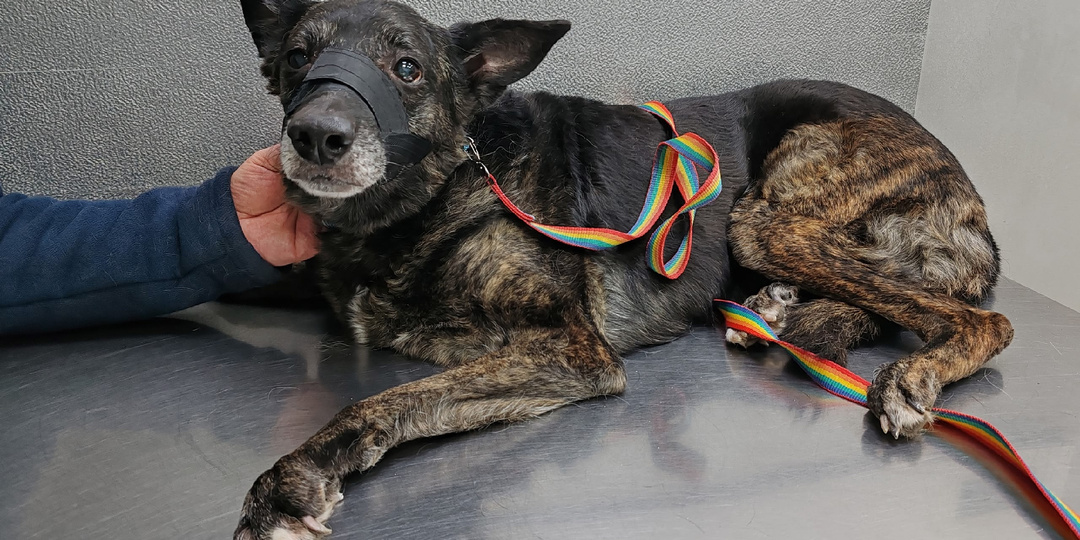 Василиса: Она ждала своего человека 13 лет.