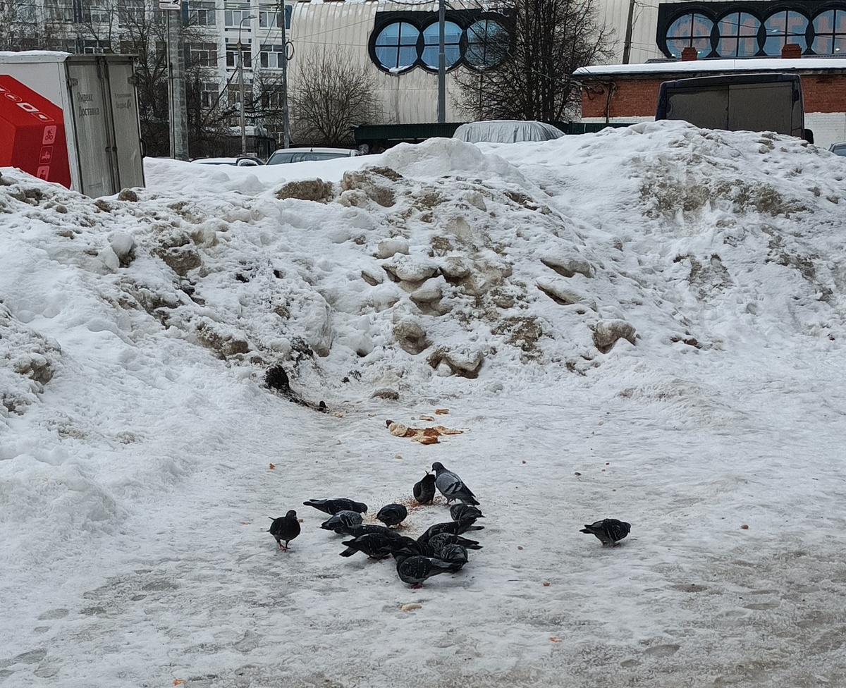 Покормила птичек