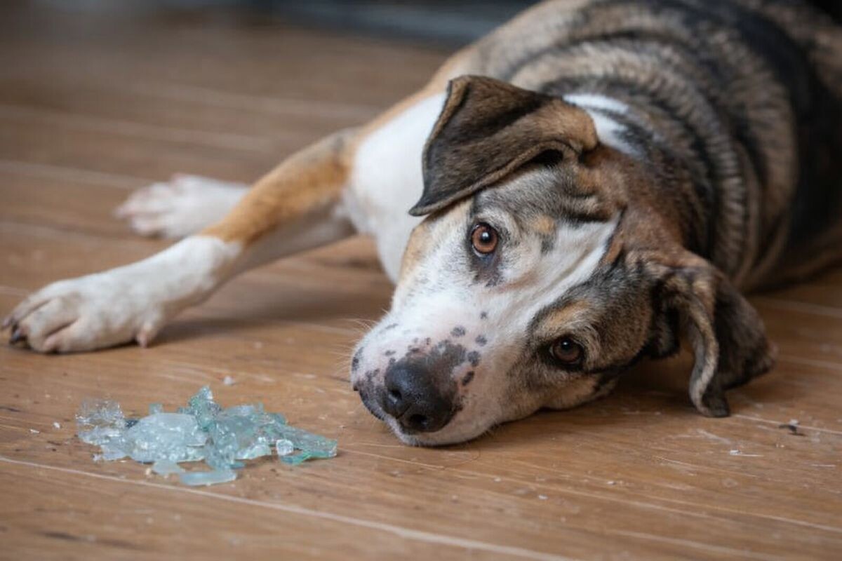 Собака съела стекло