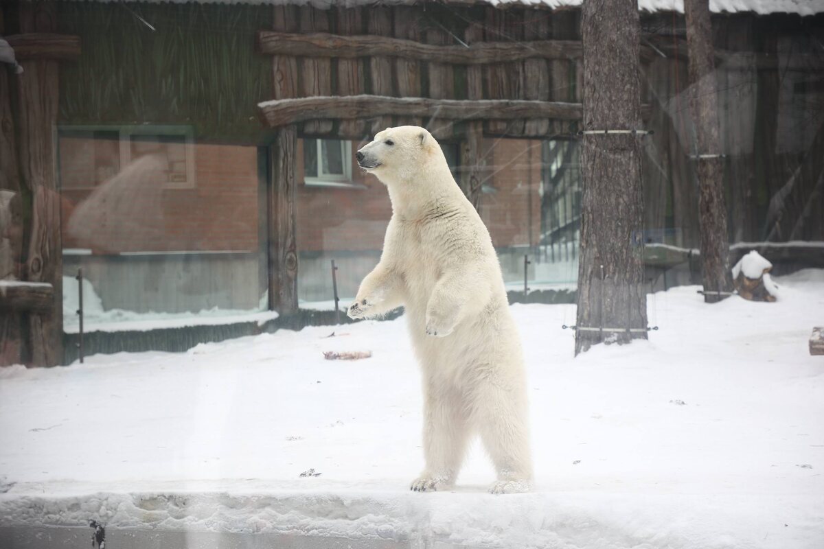 Старожилы зоопарка уже ждут новоселов. Фото из тг-канала Максима Кудрявцева.