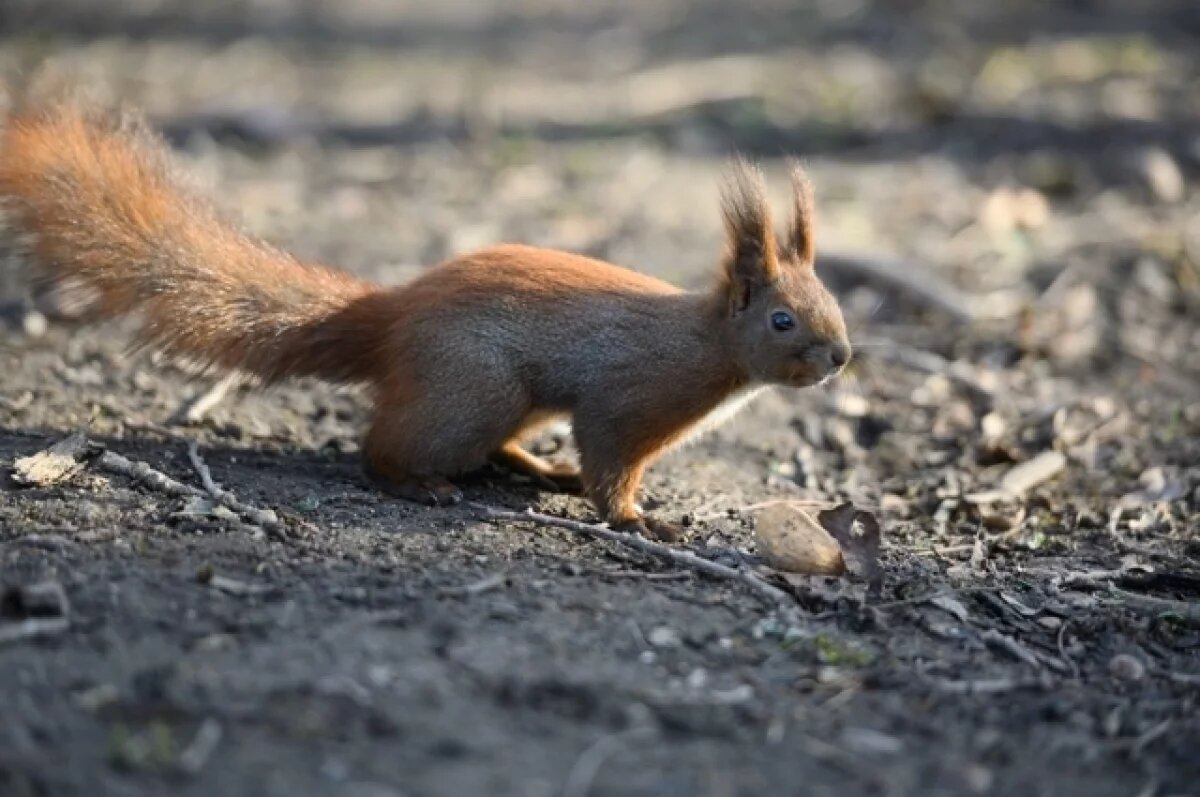    Жителей Надыма возмутила «подкормка» белок дошираком в городском парке