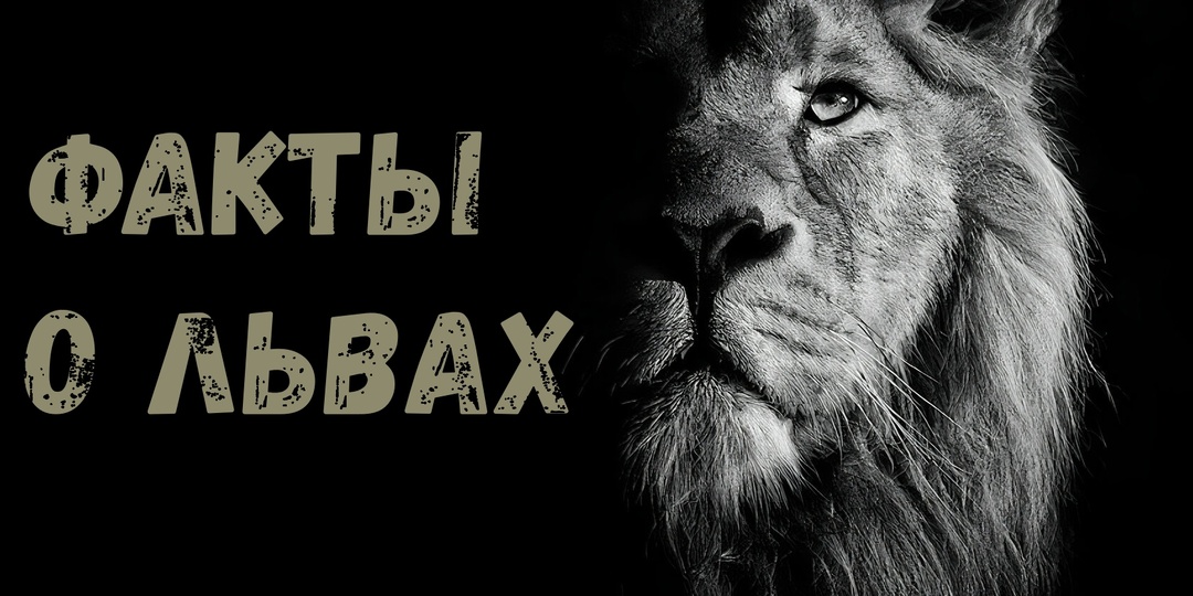 10 фактов о львах, которые вас удивят!