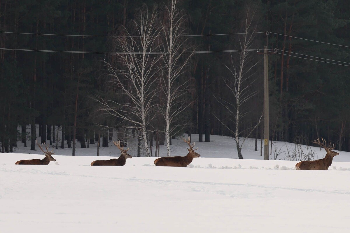  Олени в Национальном парке «Припятский». © Павел Орловский, Times.by