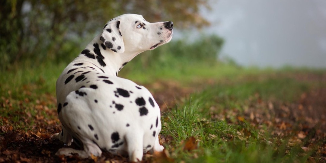 Породы собак для частного дома: компаньоны и охранники