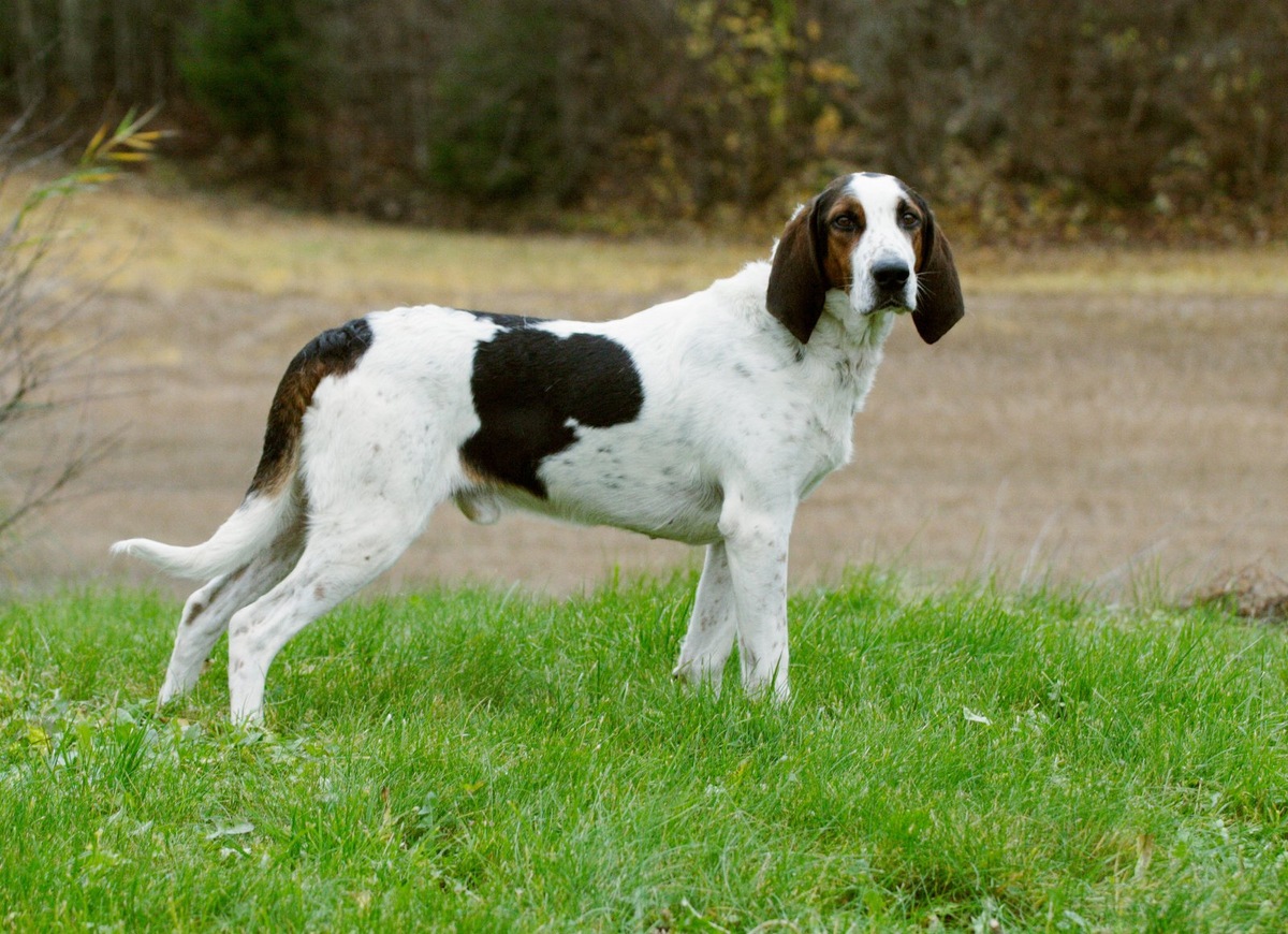    В частном доме лучше держать охотничьих, ездовых или служебных собак