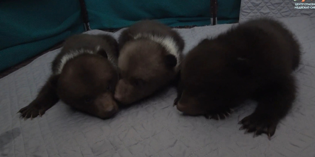 Еще трое осиротевших медвежат поступили в Центр спасения в Тверской области