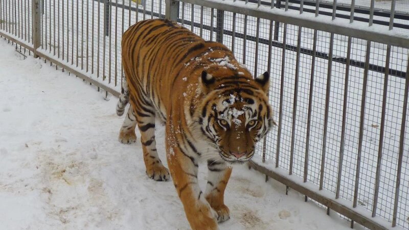     Тигрица Багира. Алиса Дригина