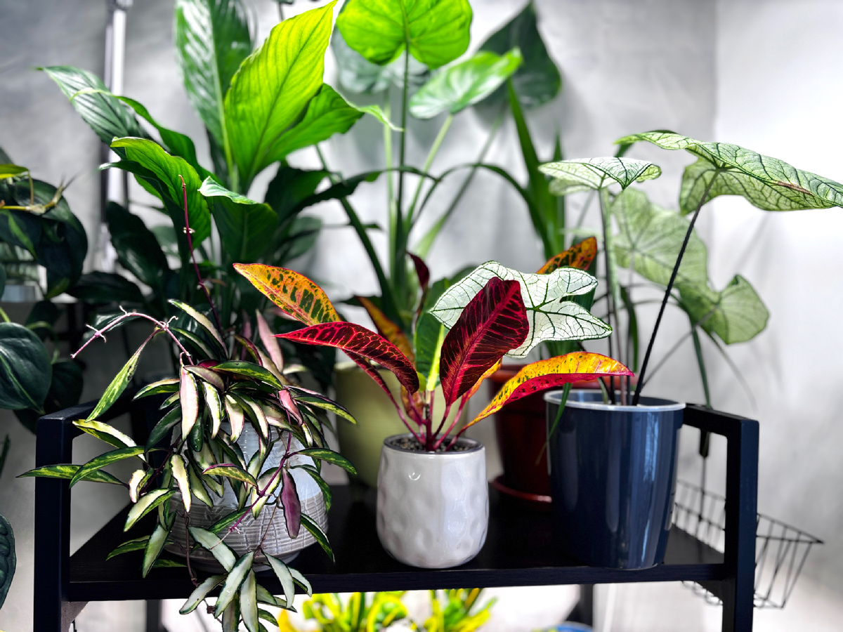 Растения после помывки и пересадки.