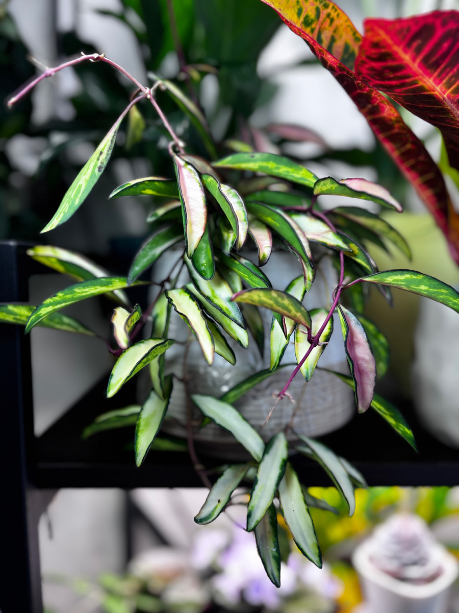 Хойя вайети, пересажена в новое кашпо.