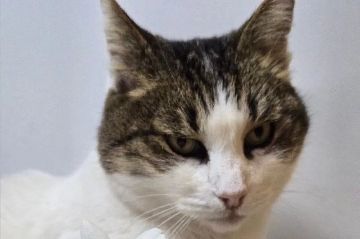    Лапы вверх.