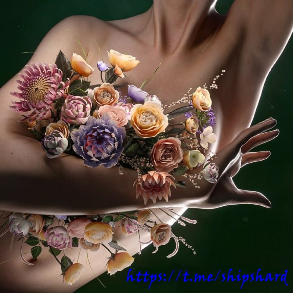 Телеграмм-канал Ship Shard