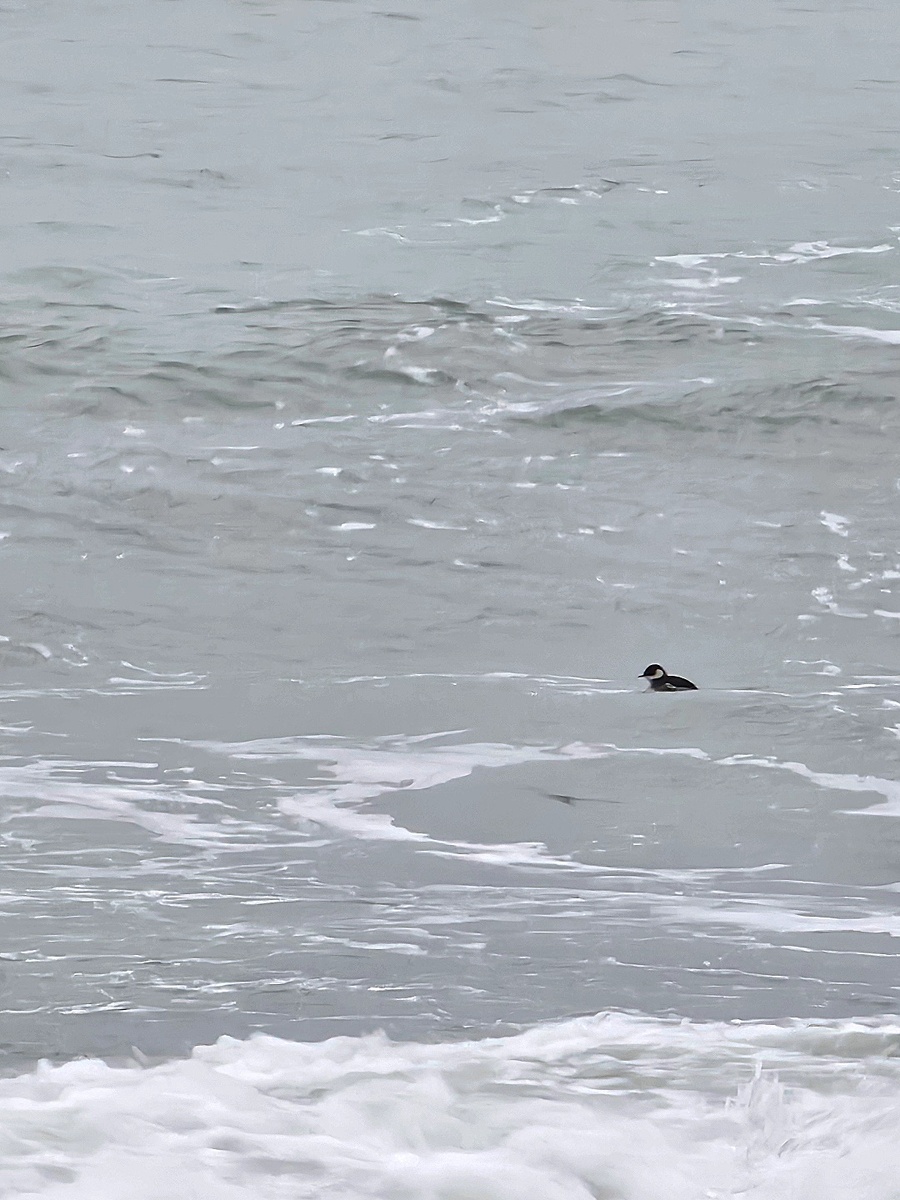 Отважный малыш