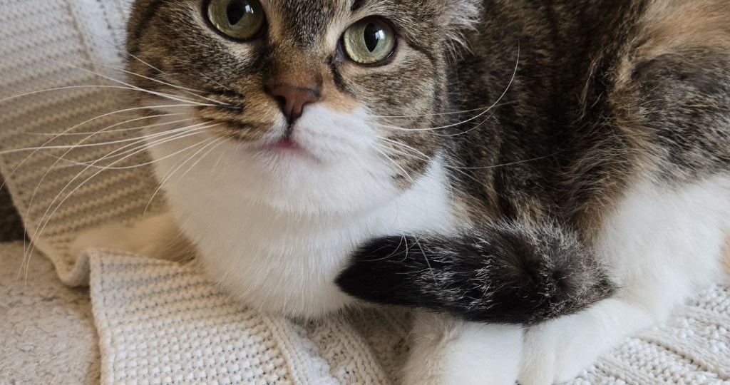 Шотландская прямоухая кошка-Картошка ищет дом! Москва, МО