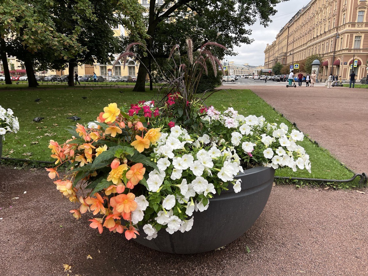Бегония в уличном озеленении. Фото автора на улочках Питера