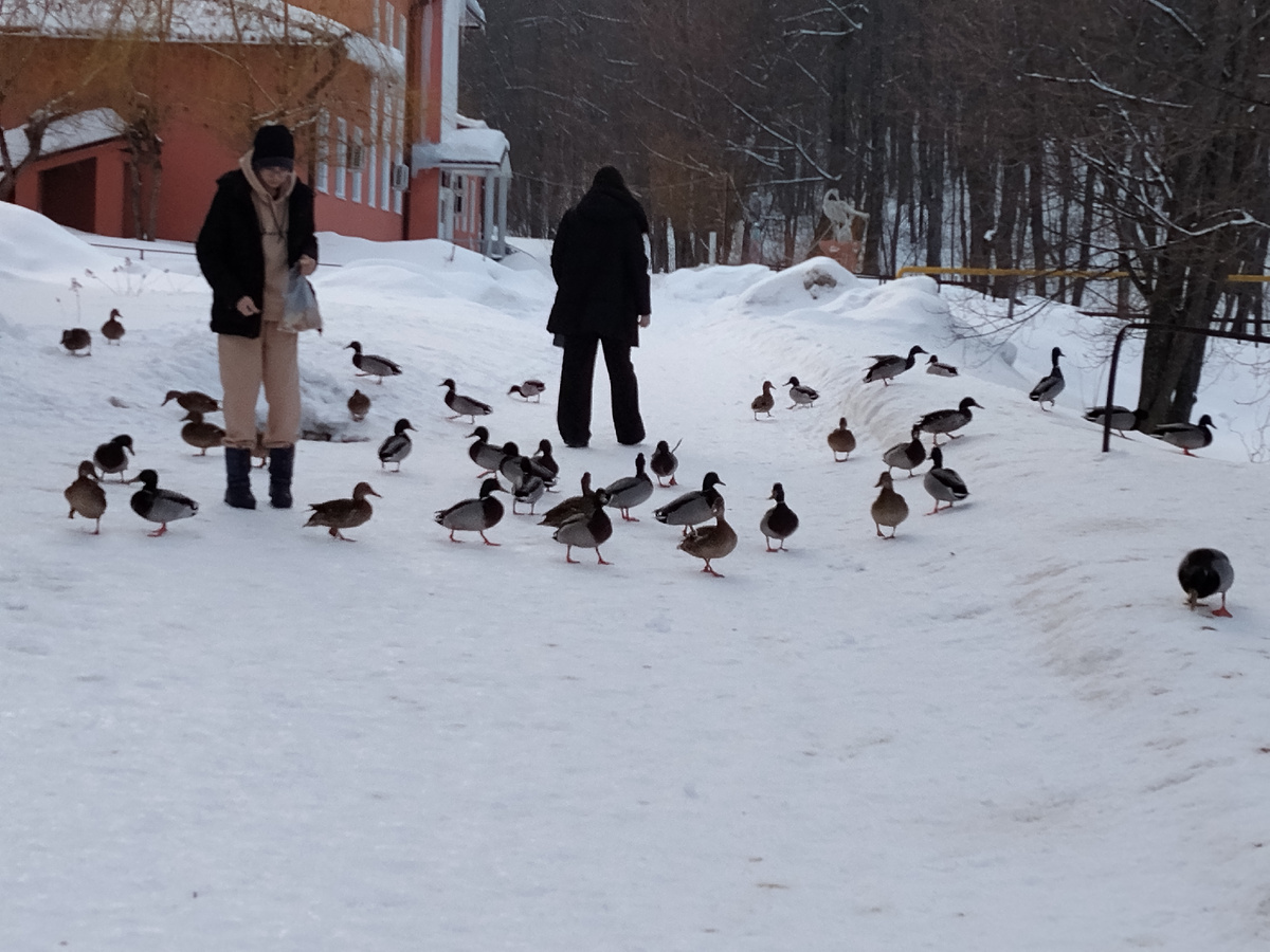 Кормление уток кусочками хлеба. Фото автора.