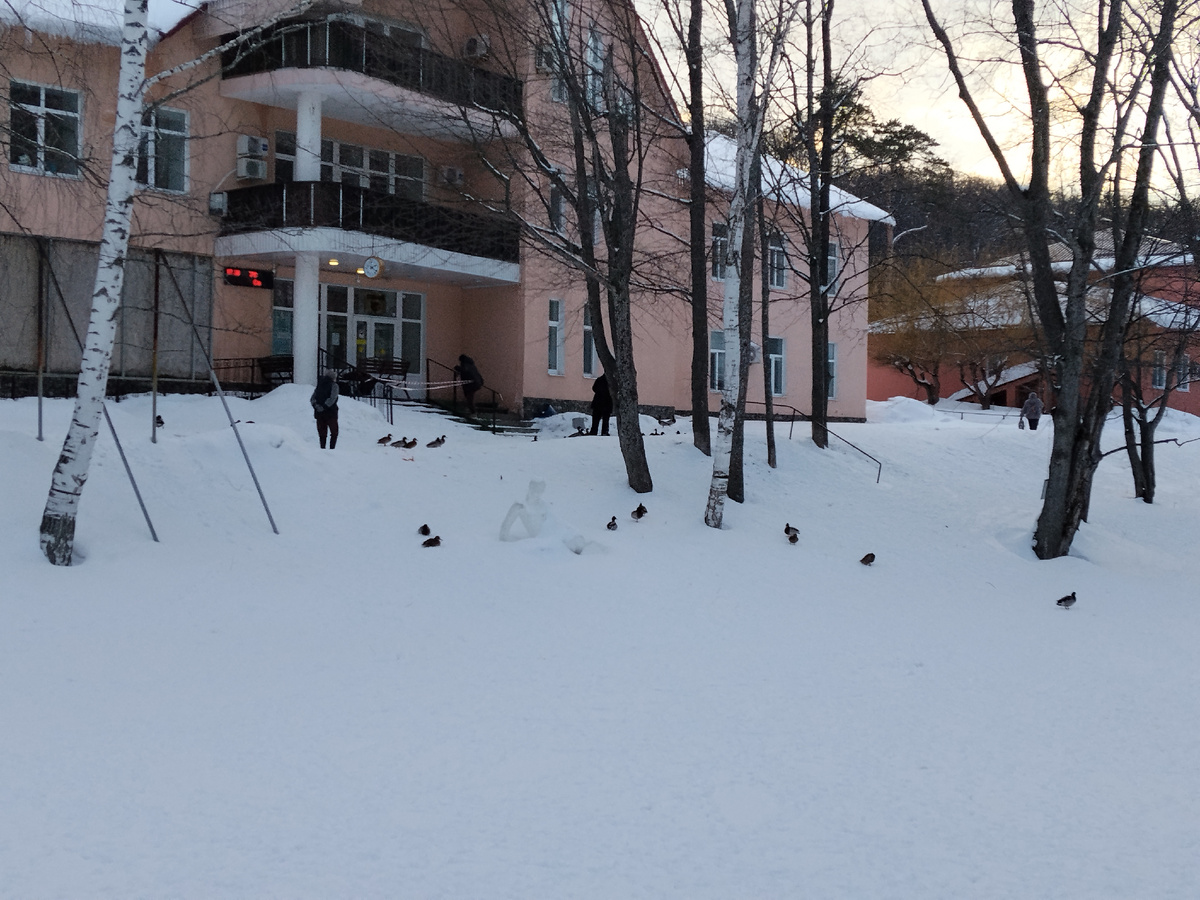 К столовой слетаются утки к обеду. Фото автора.