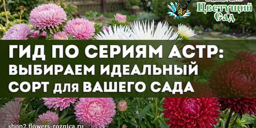 Гид по сериям астр: выбираем идеальный сорт для вашего сада