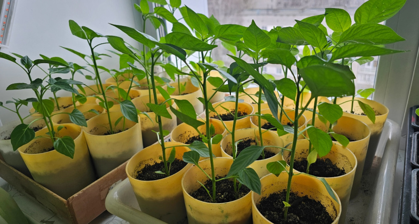    Фото progorod43.ru