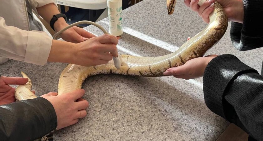    Фото: Ассоциация ветеринарии Иркутской области