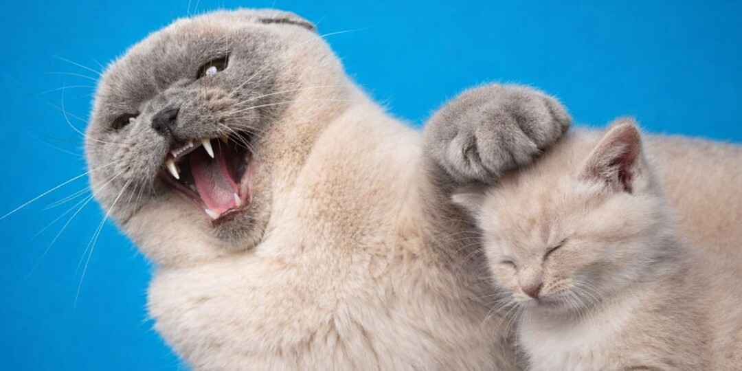 Как кошки «наказывают» своих котят: 6 методов воспитания — от взгляда до оплеухи