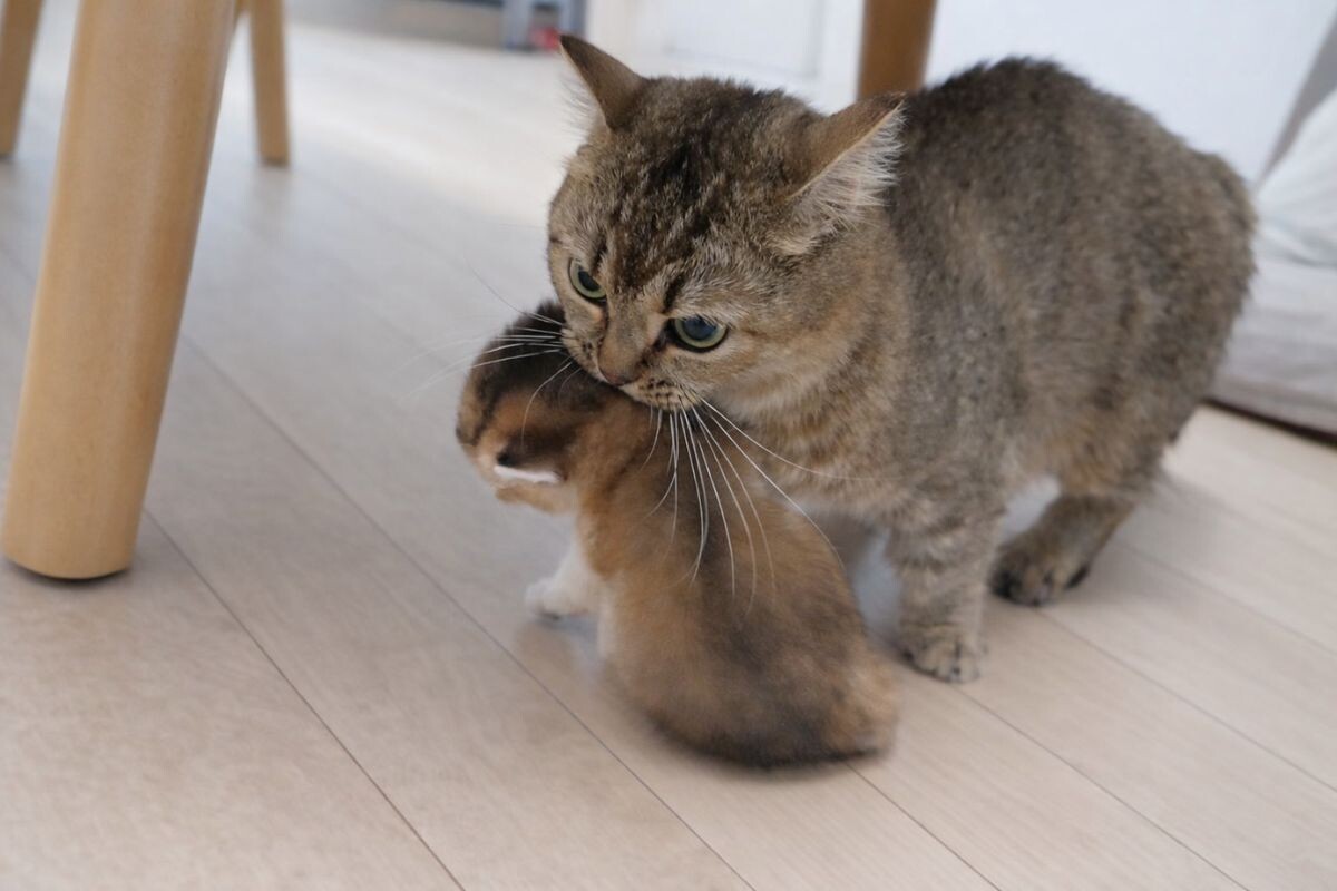 Кошка переносит котёнка 