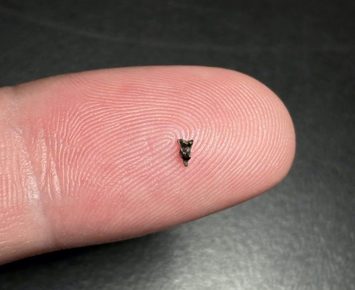    Верхний коренной зуб Purgatorius / © Stephen G. B. Chester et al./Journal of Vertebrate Paleontology(2026)